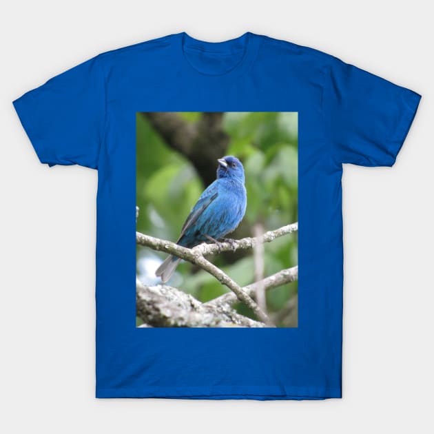 Indigo Bunting T-Shirt by StormFroggo